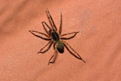 Scotina celans
