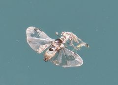 Stylopidae
