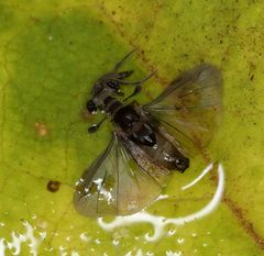 Stylopidae