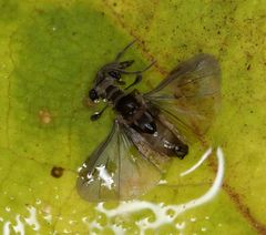 Stylopidae