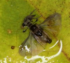 Stylopidae