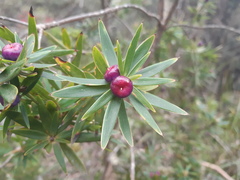 Cyathodes platystoma
