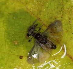 Stylopidae