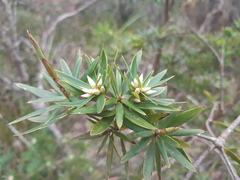 Cyathodes platystoma