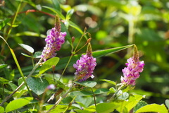 Grona heterocarpos