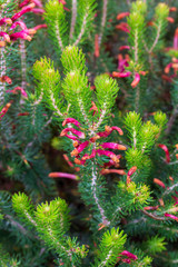 Erica thomae