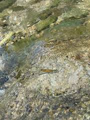 Neurobasis luzoniensis