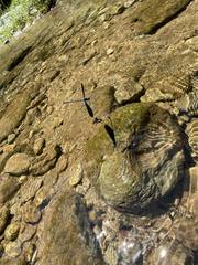 Neurobasis luzoniensis