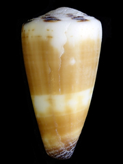 Conus planorbis