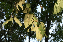 Grewia tiliifolia