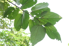 Grewia tiliifolia