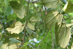 Grewia tiliifolia