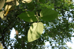 Grewia tiliifolia