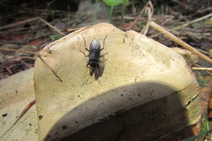 Neurocladus brachiidens