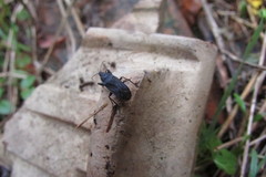 Neurocladus brachiidens