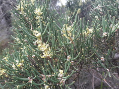 Hakea epiglottis