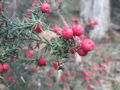Leptecophylla oxycedrus