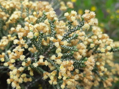 Ozothamnus scutellifolius
