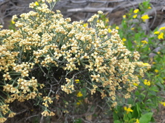 Ozothamnus scutellifolius