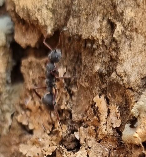 Camponotus sankisianusCamponotus sankisianus