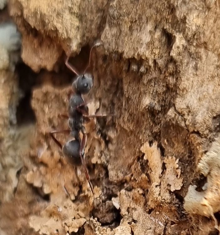 Camponotus sankisianus