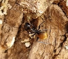 Camponotus chrysurus