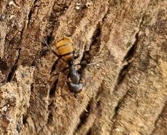 Camponotus chrysurus