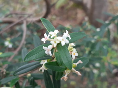 Pimelea drupacea