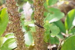 Spilomantis occipitalis