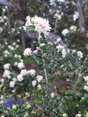 Pimelea nivea