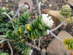 Pimelea nivea