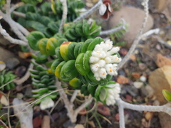 Pimelea nivea