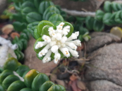 Pimelea nivea