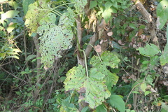 Cissus woodrowii