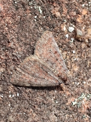 Dichromodes disputata