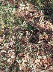 Hermannia holosericea