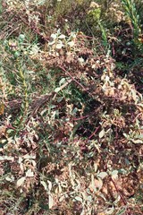 Hermannia holosericea