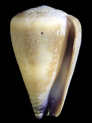 Conus flavidus image