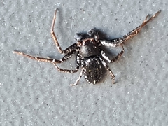 Tharpyna campestrata