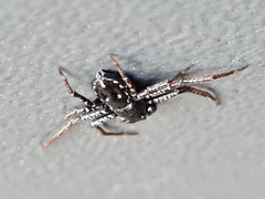 Tharpyna campestrata