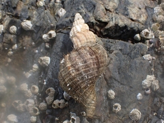 Fusitriton oregonensis