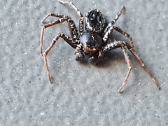 Tharpyna campestrata