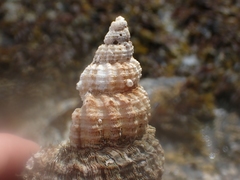Fusitriton oregonensis