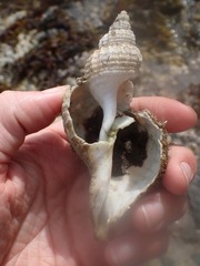 Fusitriton oregonensis