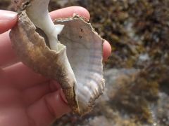 Fusitriton oregonensis