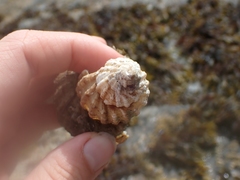 Fusitriton oregonensis