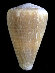 Conus flavidus