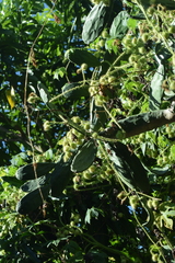Ipomoea setosa melanotricha