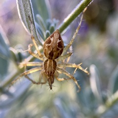 Oxyopes punctatus