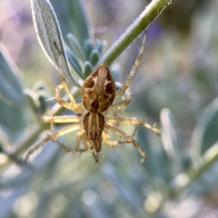 Oxyopes punctatus